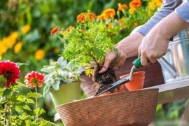 Trồng cây gì cũng nên bón loại phân này, cây sẽ nhanh ra rễ, nhiều hoa