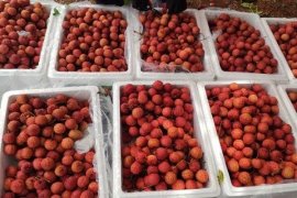 'Ruby đỏ' của Việt Nam ngon đến mức người Trung Quốc cũng phải tấm tắc khen, giá xuất khẩu tăng gấp 3 lần trong năm nay