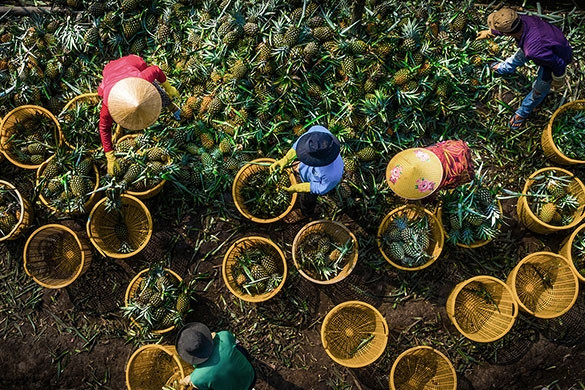 Bản tin kinh tế 8/10: Dự báo xuất khẩu khởi sắc; hàu chết bất thường ở Khánh Hòa
