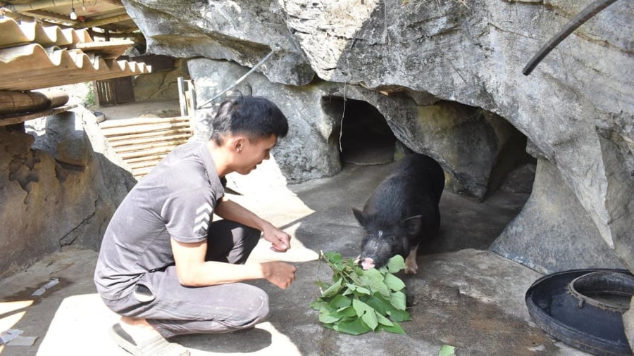 Anh nông dân nuôi lợn trong hốc đá, kiếm về tay 100 triệu nhàn tênh